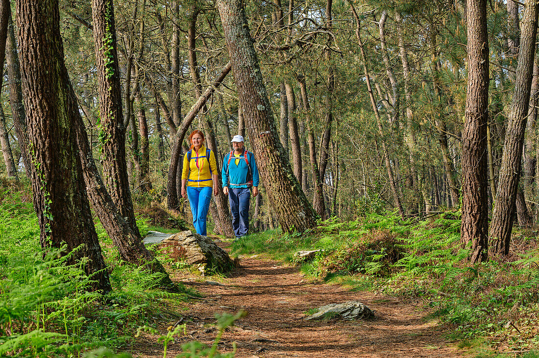 Man and woman hiking on GR 34 through forest, near Morgat, GR 34, Zöllnerweg, Sentier Côtier, Crozon peninsula, Atlantic coast, Brittany, France