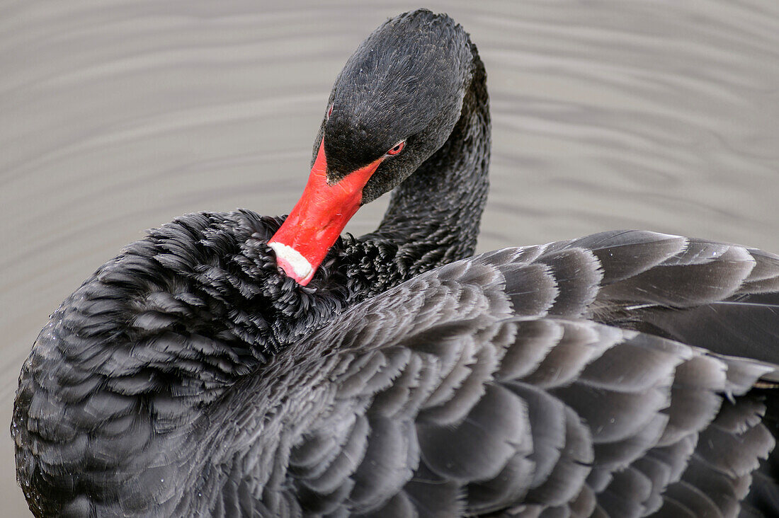 Black Swan, Château de Cheverny, Loire Castles, Loire Valley, UNESCO World Heritage Loire Valley, France