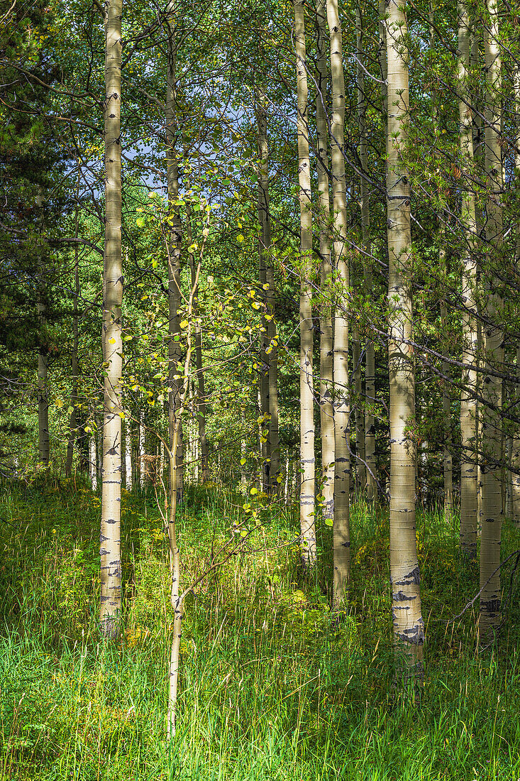 Sunlight filters through the As[ens near the maroon Bells in Colorado in the fall.