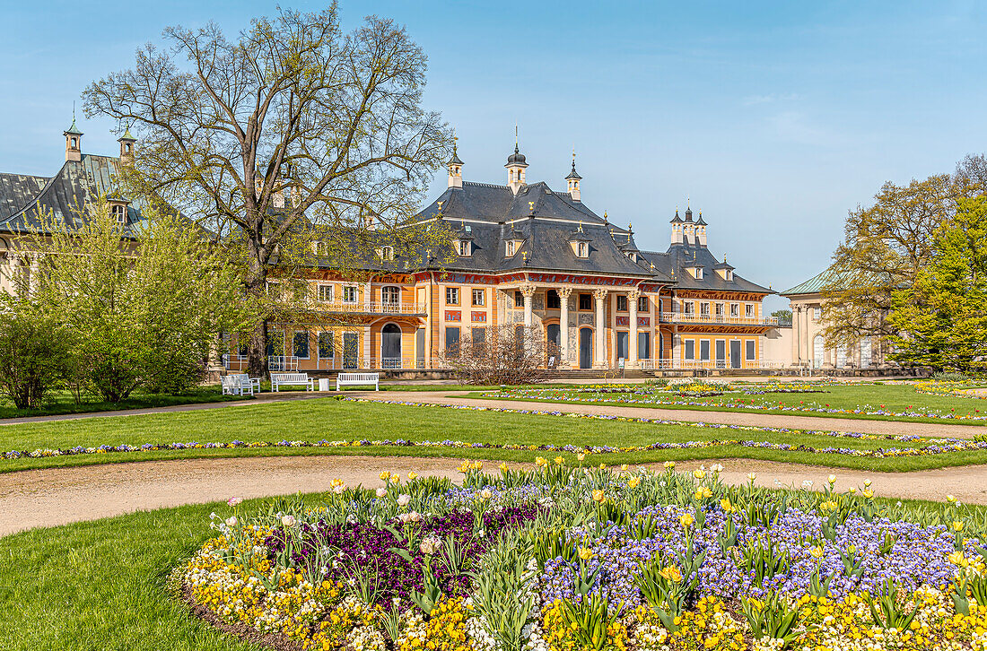 Flowers in front of the water palace in Pillnitz Castle Park in spring, Dresden, Saxony, Germany