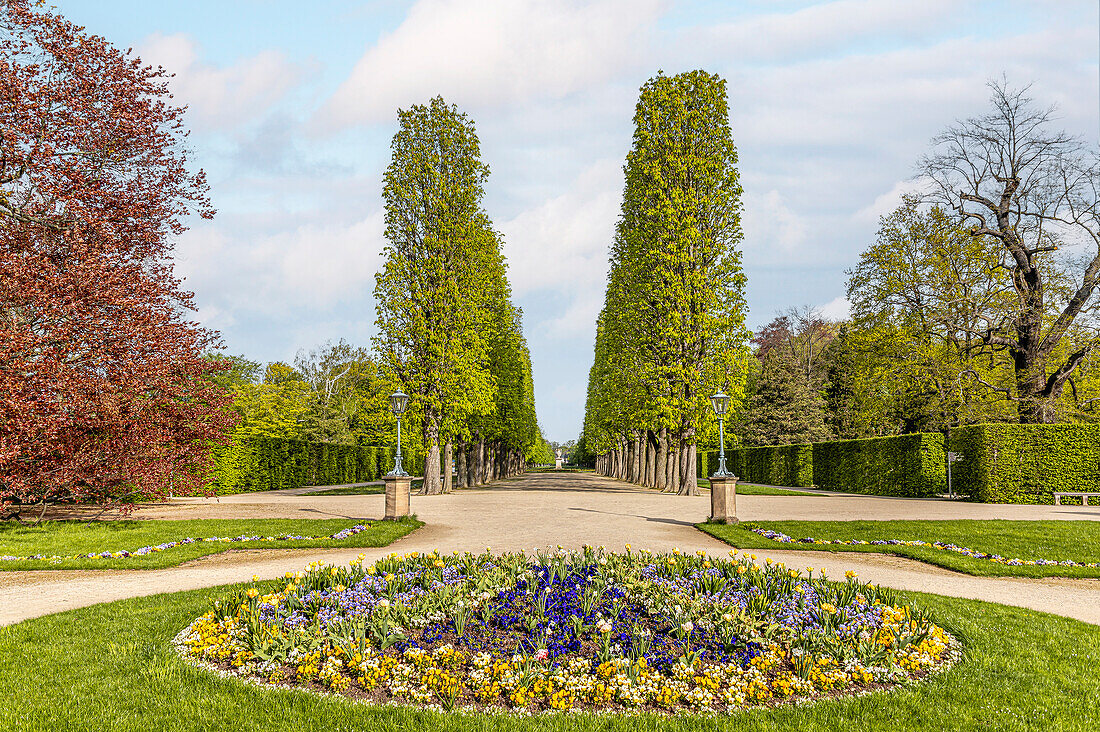 Parkallee im Schlosspark Pillnitz im Frühling, Dresden, Sachsen, Deutschland