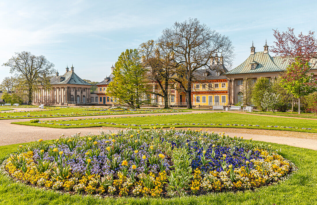 Blumen vor dem Wasserpalais im Schlosspark Pillnitz im Frühling, Dresden, Sachsen, Deutschland