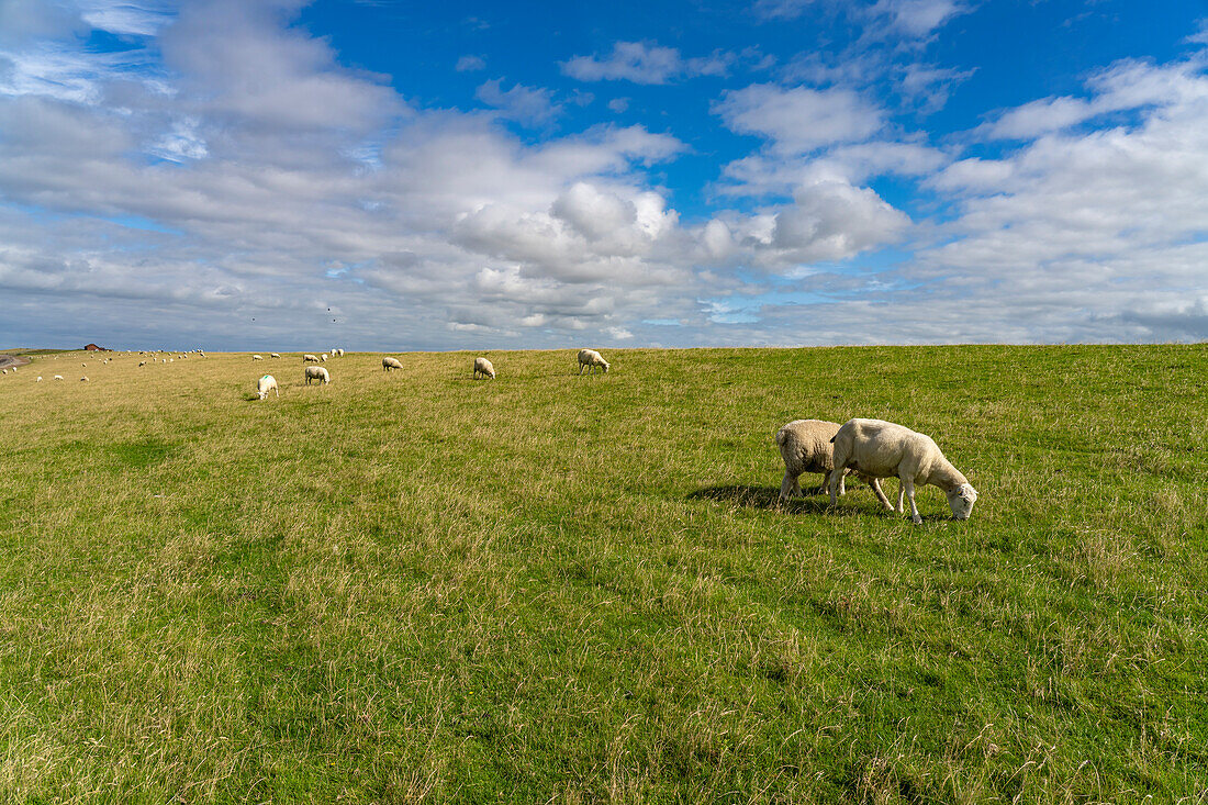 Sheep on the dike of the Nordstrand peninsula, Nordfriesland district, Schleswig-Holstein, Germany, Europe