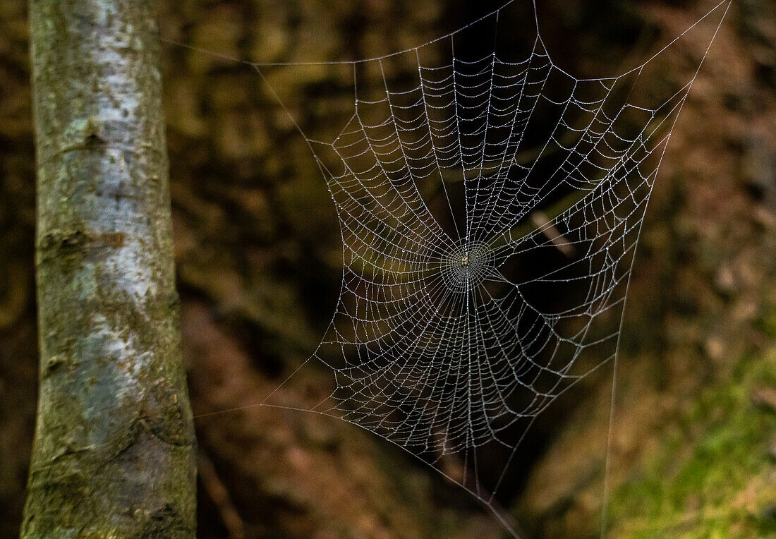 Spinnennetz im Wald