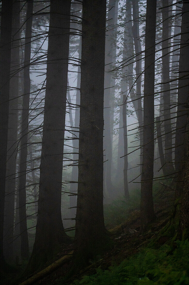 In the mixed forest in fog while hiking in the mountains, Schafberg, Salzburg/Upper Austria, Austria
