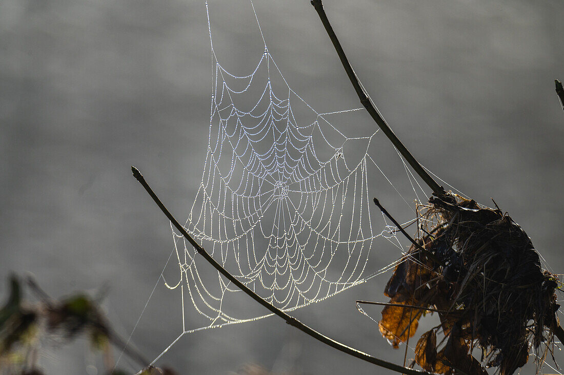 Spinnennetz mit Tautropfen, Salzachauen im Herbst