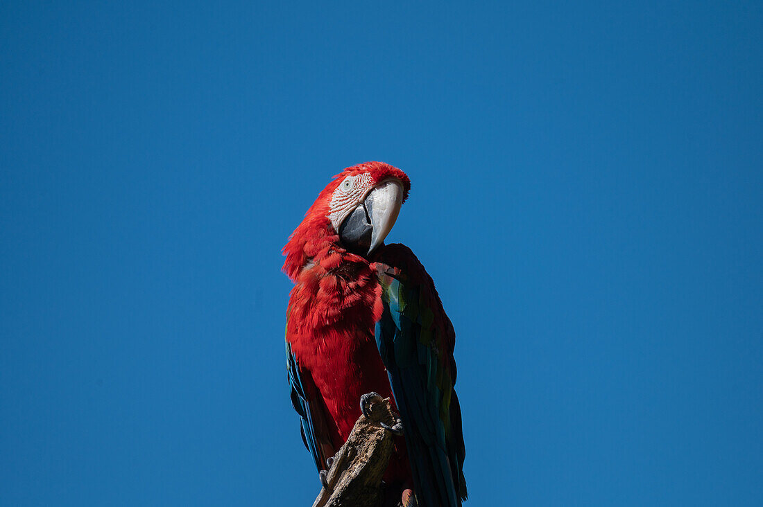 Scarlet Macaw, Salzburg Hellbrunn Zoo