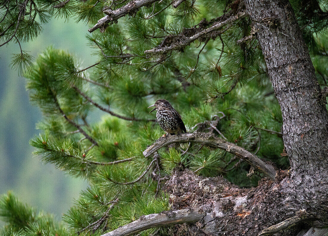 Pine jasher (Nucifraga caryicatactes) in the alpine coniferous forest, Raurisertal, Hohe Tauern National Park, Pinzgau, Salzburg, Austria