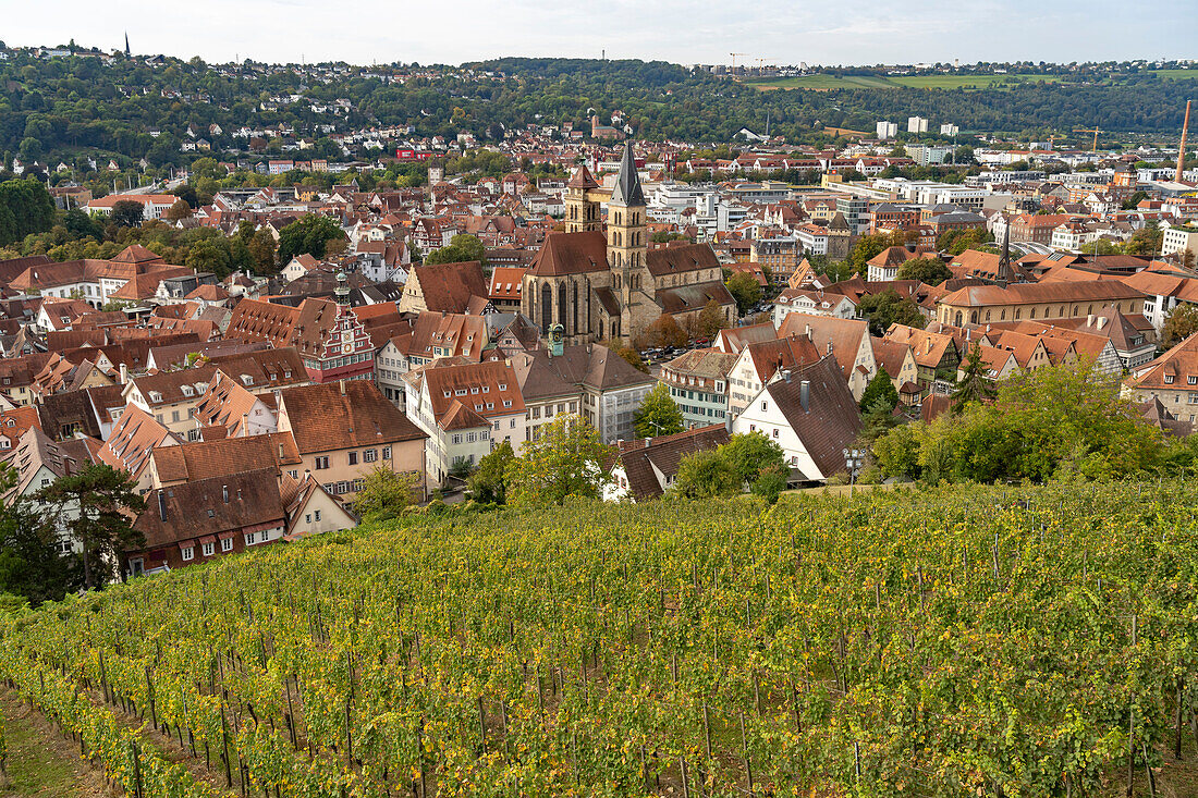 View over a vineyard to Esslingen with the parish church of St. Dionys Esslingen am Neckar, Baden-Württemberg, Germany