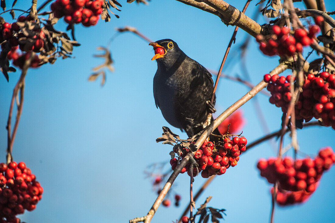 Herbst in Bayern, Amsel, in Eberesche, beim Verspeisen der Beeren