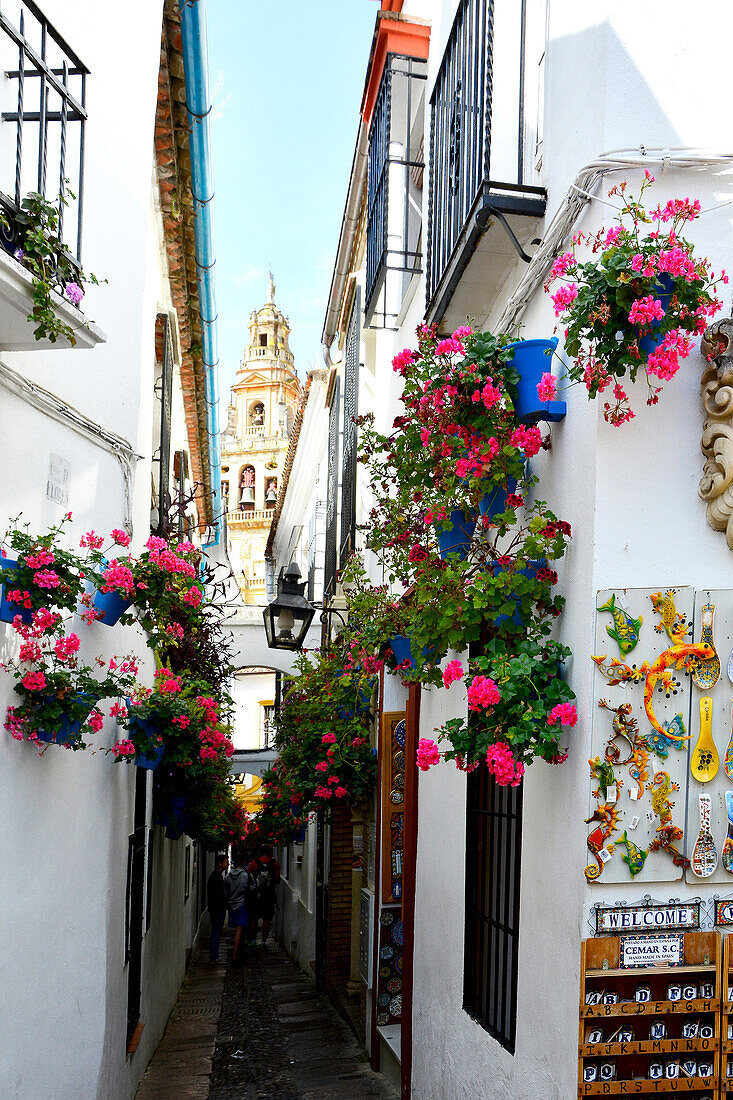 Cordoba, Spain, Calle de Flores, alley of flowers, very famous, near the Mesquita, Spain