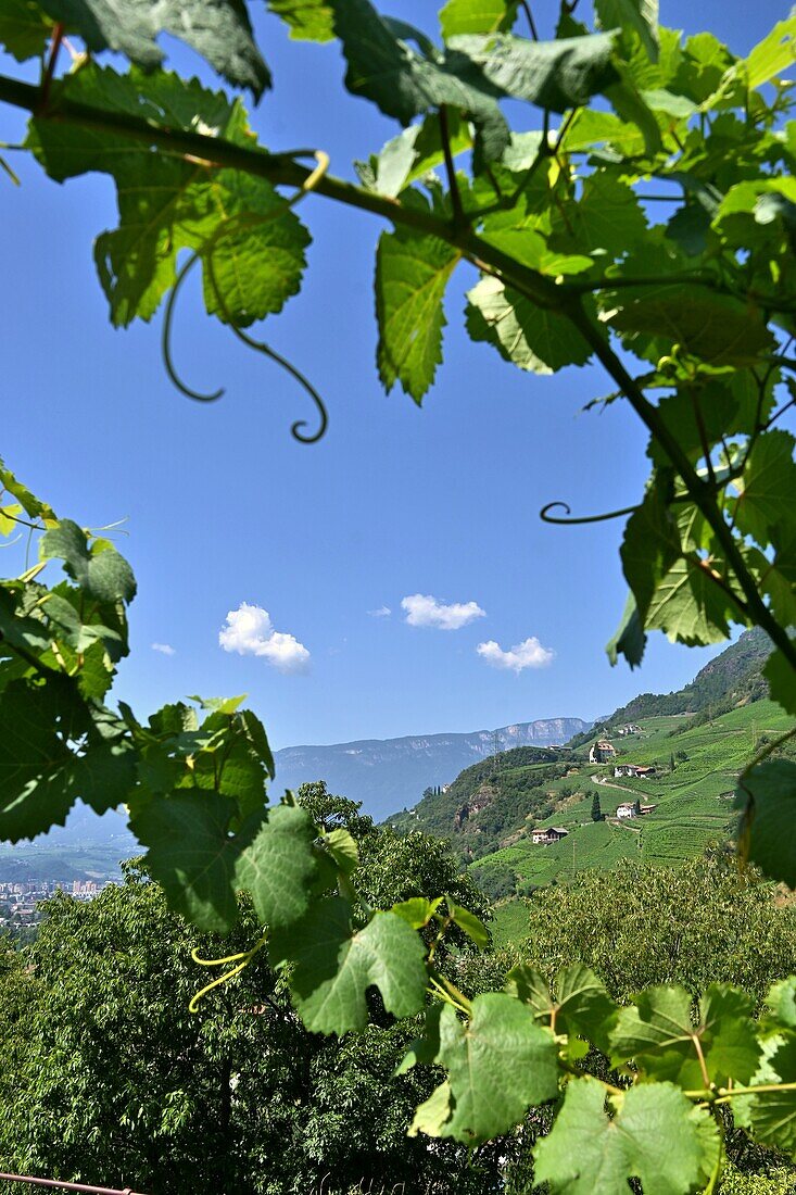 Weinfelder an der Burg Runkelstein bei Bozen, Südtirol, Italien