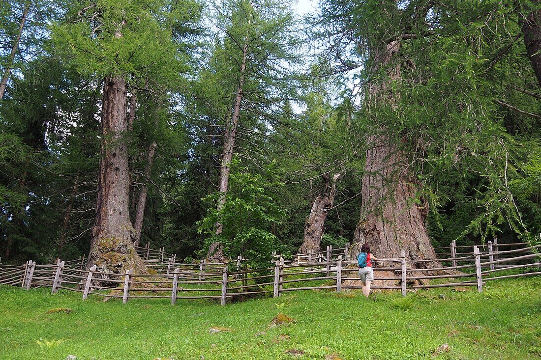 die alten 3 Lärchen, Bäume bei St. Gertrude im oberen Ultental, Südtirol, Italien