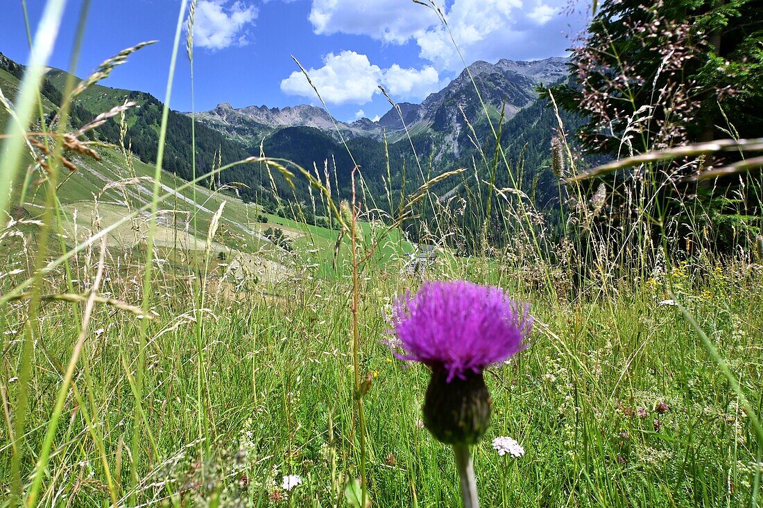 in the Sarntal near Sonvigo, South Tyrol, Italy