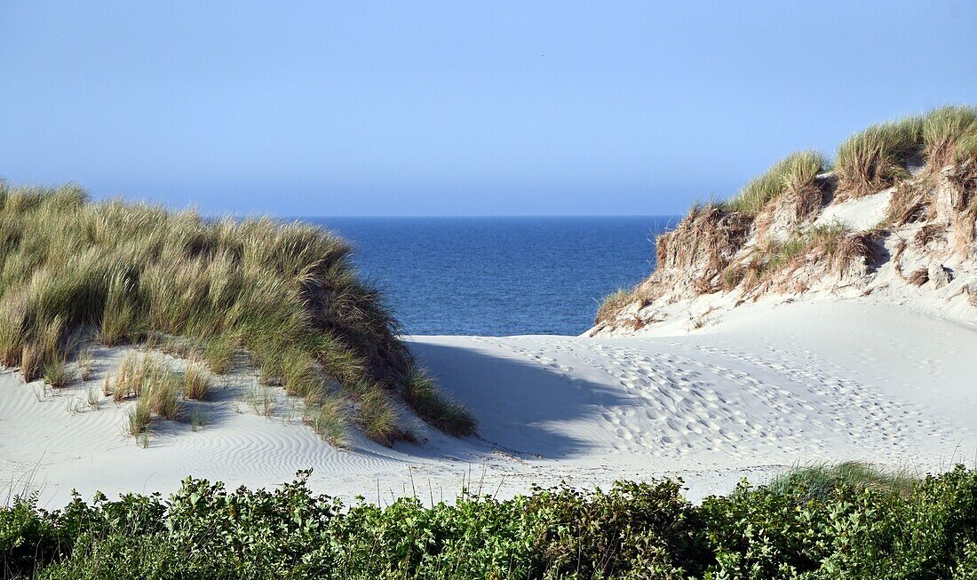 in the beach dunes of Buren on the sea side of the island of Ameland, Friesland, The Netherlands