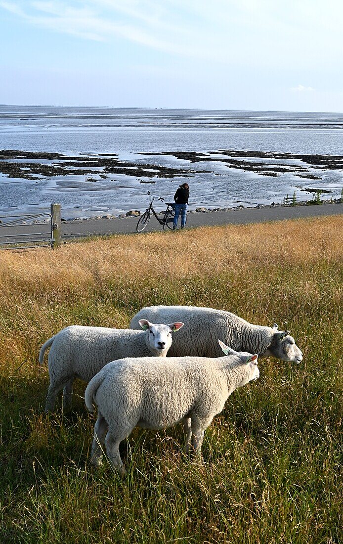 Sheep on the Wadden side at Nes on the island of Ameland, Friesland, The Netherlands
