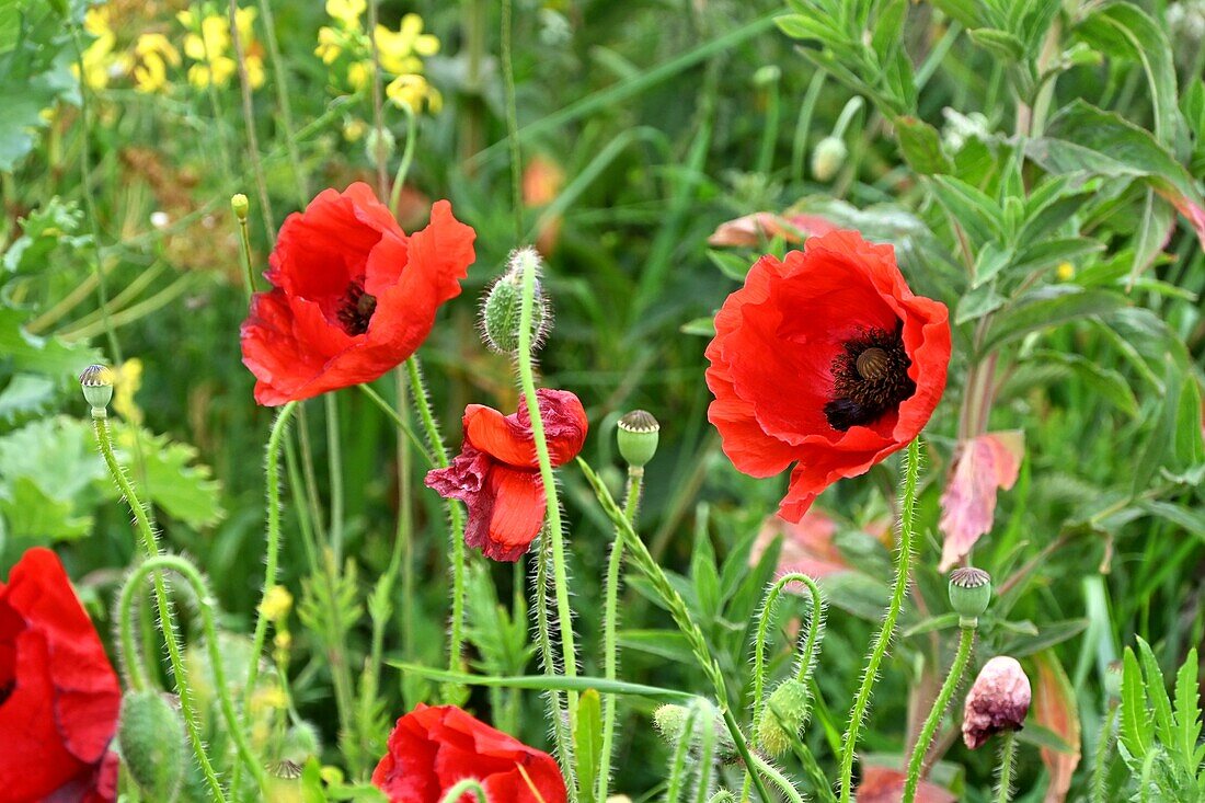 Poppy meadow at Hollum on the west side of the island of Ameland, Friesland, The Netherlands