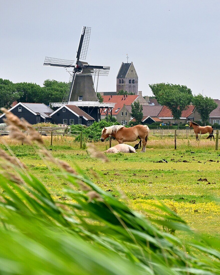 at Hollum on the west side of the island of Ameland, Friesland, Netherlands