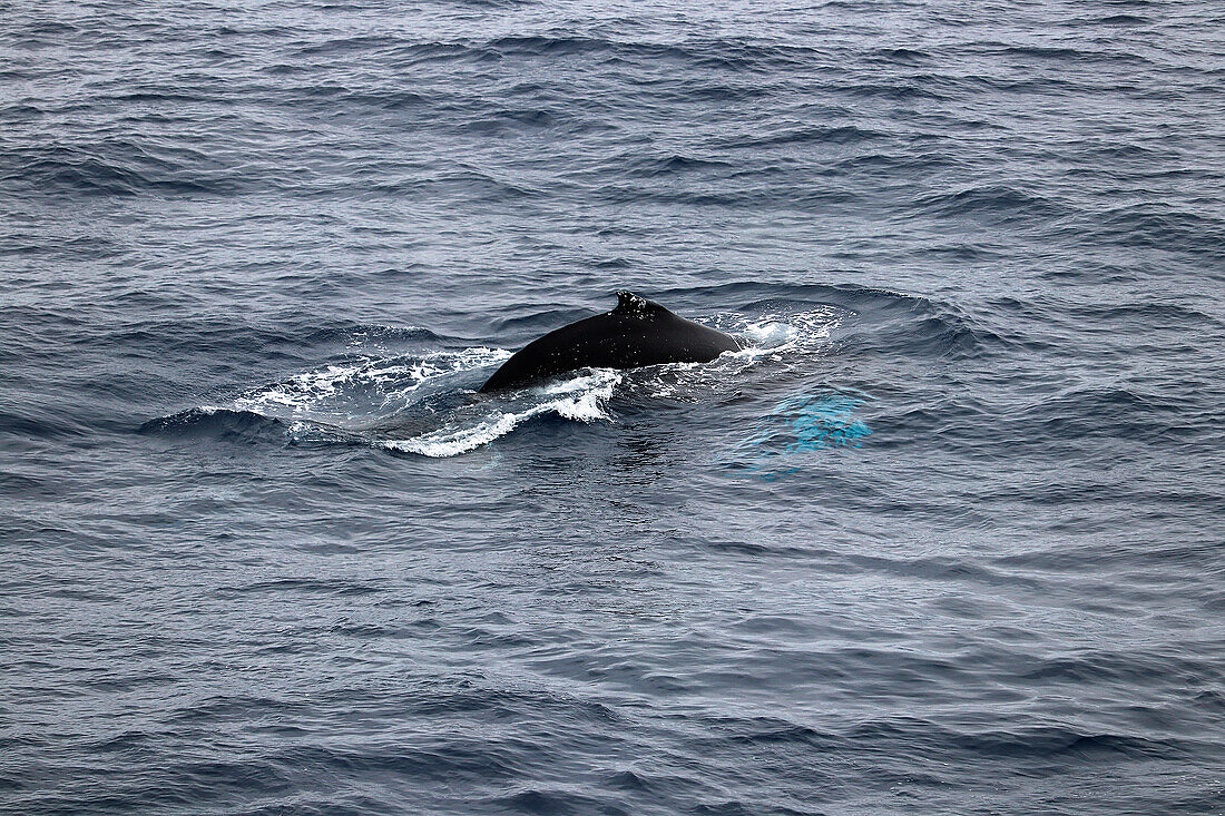 Drake Passage or Drake Strait between Argentina and Antarctica; Dorsal fin of a humpback whale