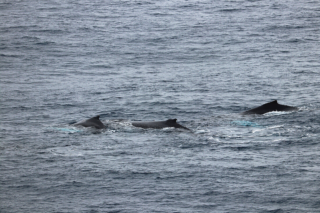 Drake-Passage oder Drakestraße zwischen Argentinien und Antarktis; Buckelwale auf dem Weg in die Antarktis