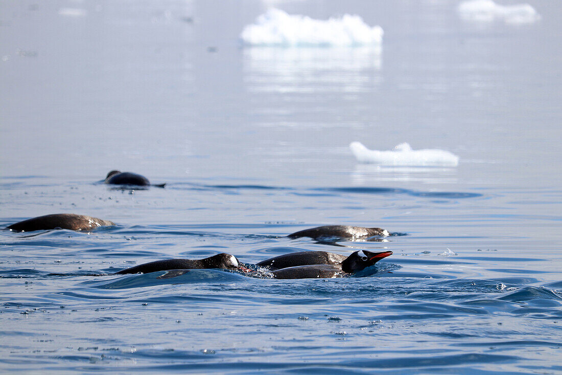 Antarctic; Antarctic Peninsula at Yalour Island; a group of gentoo penguins searching for food in the water