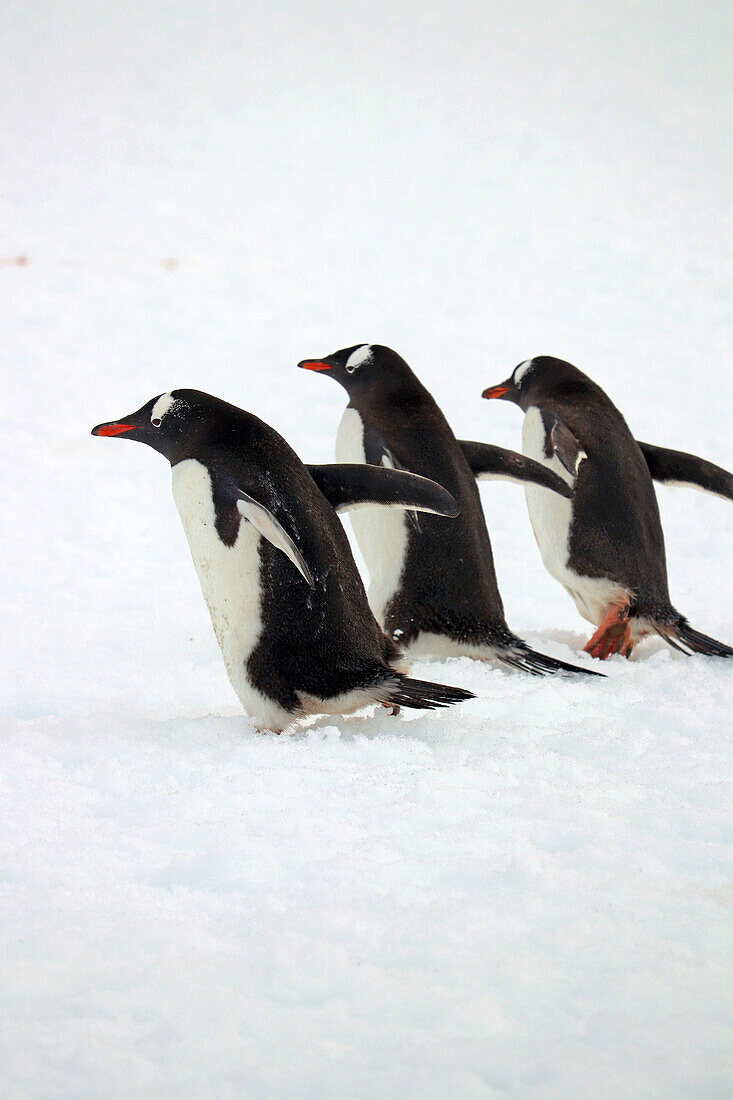 Antarctic; Antarctic Peninsula; Peterman Island; three gentoo penguins on the way
