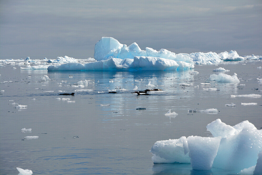 Antarktis; antarktische Halbinsel bei Yalour Island; eine Gruppe Eselspinguine auf Nahrungssuche; treibende Eisberge und Eisschollen vor der Küste