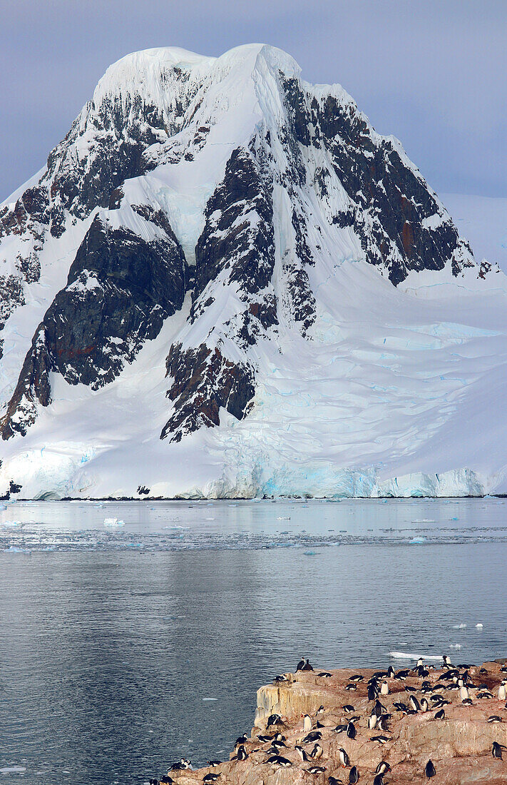 Antarktis; antarktische Halbinsel; Petermann Island; Pinguin-Kolonie; Eselspinguine und Adeliepinguine; Schnee bedeckter Berg und Gletscher im Hintergrund