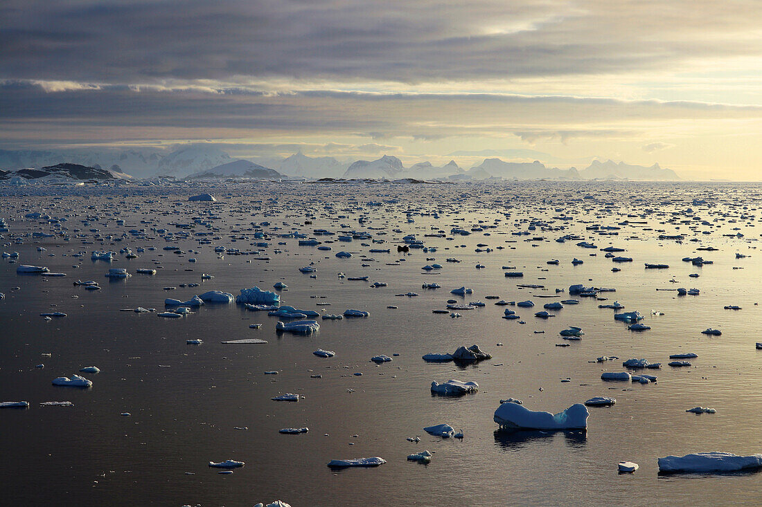 Antarctic; Antarctic Peninsula; Drive from Petermann Island towards Port Charcot;