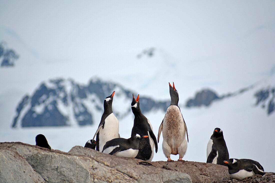 Antarctic; Antarctic Peninsula; Peterman Island; a group of gentoo penguins on a rock;