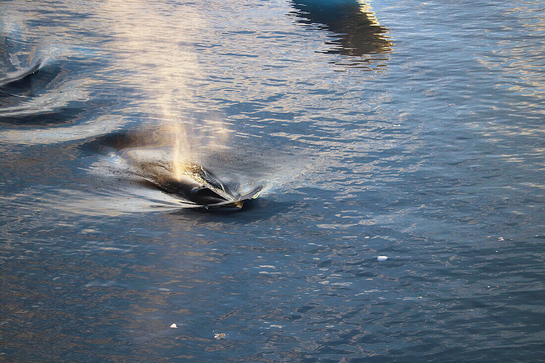 Antarctic; Antarctic Peninsula; Drive from Petermann Island towards Port Charcot; Minke or minke whale in the waters off the coast