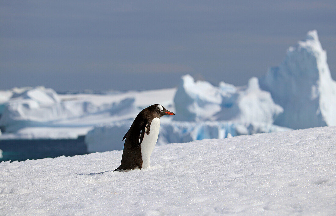 Antarctic; Antarctic Peninsula; Port Charcot; Gentoo penguin walking alone in the snow