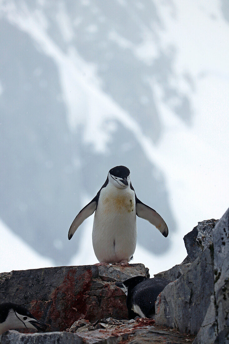 Antarctic; Antarctic Peninsula at Orne Harbour; Chinstrap penguin on a rock