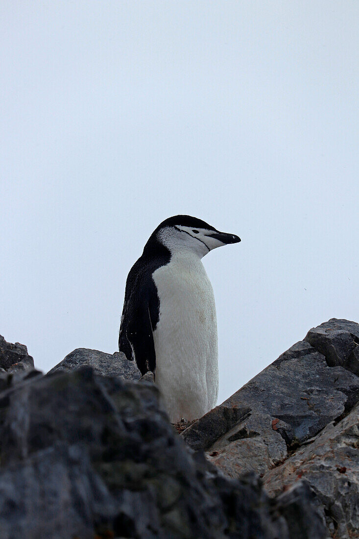 Antarctic; Antarctic Peninsula at Orne Harbour; Chinstrap penguin on a rock