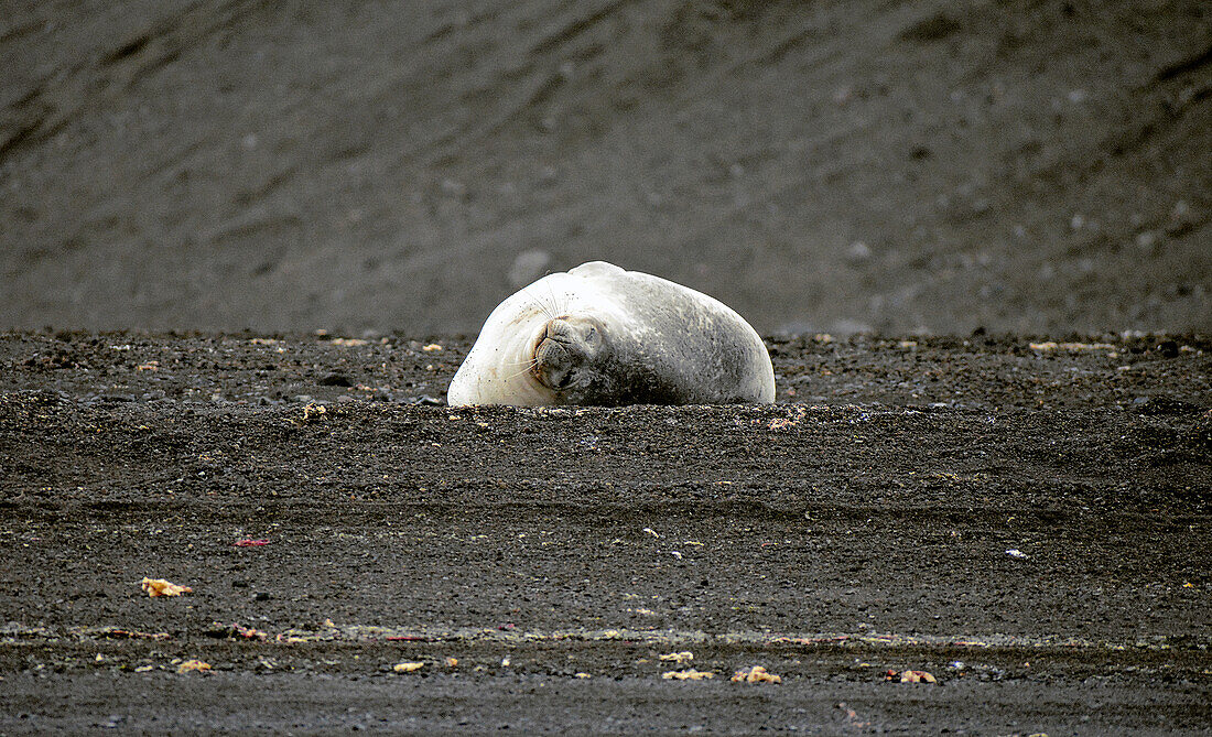 Antarctic; south Shetland Islands; Deception Island; Phone Bay; lazy weddell seal on the shore