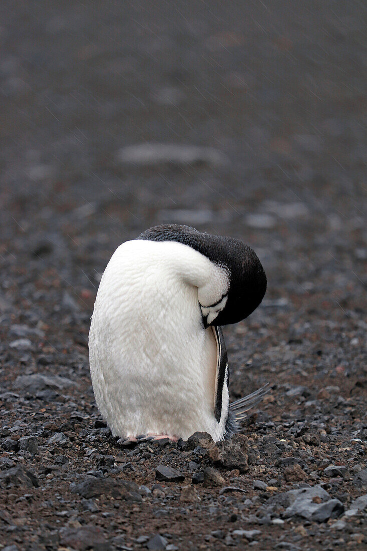 Antarctic; south Shetland Islands; Deception Island; Shore in Telephone Bay; Chinstrap penguin sticks his head in his feathers; Rain