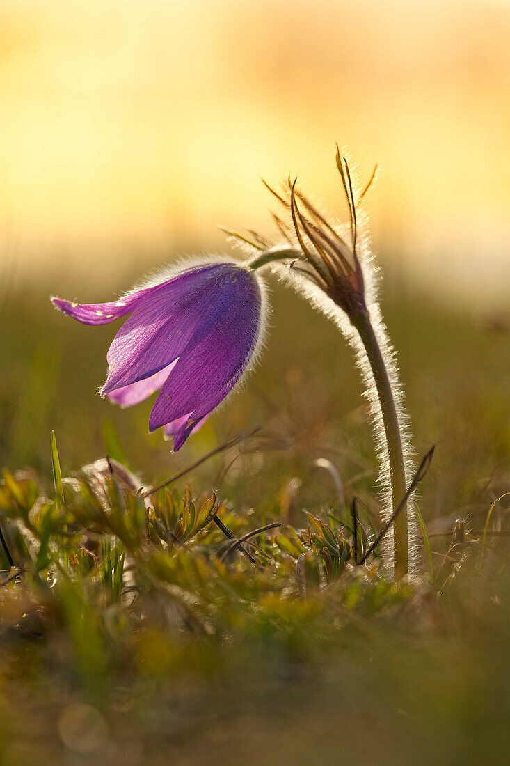 Kuhschelle, Küchenschelle, Pulsatilla vulgaris