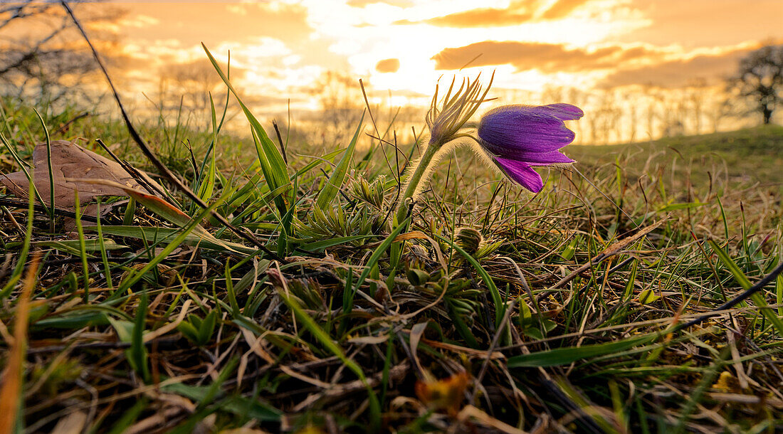 Kuhschelle, Küchenschelle, Pulsatilla vulgaris