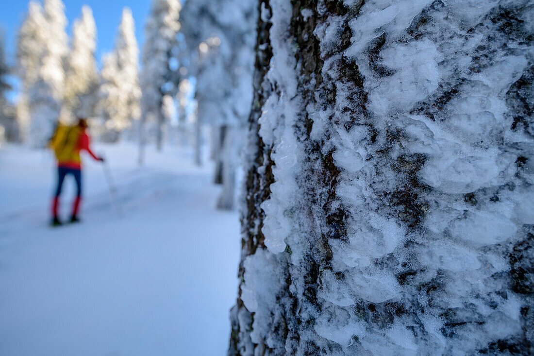Frau beim Winterwandern steigt durch verschneiten Wald zum Arber auf, vereister Baumstamm im Vordergrund, Großer Arber, Bayerischer Wald, Niederbayern, Bayern, Deutschland 