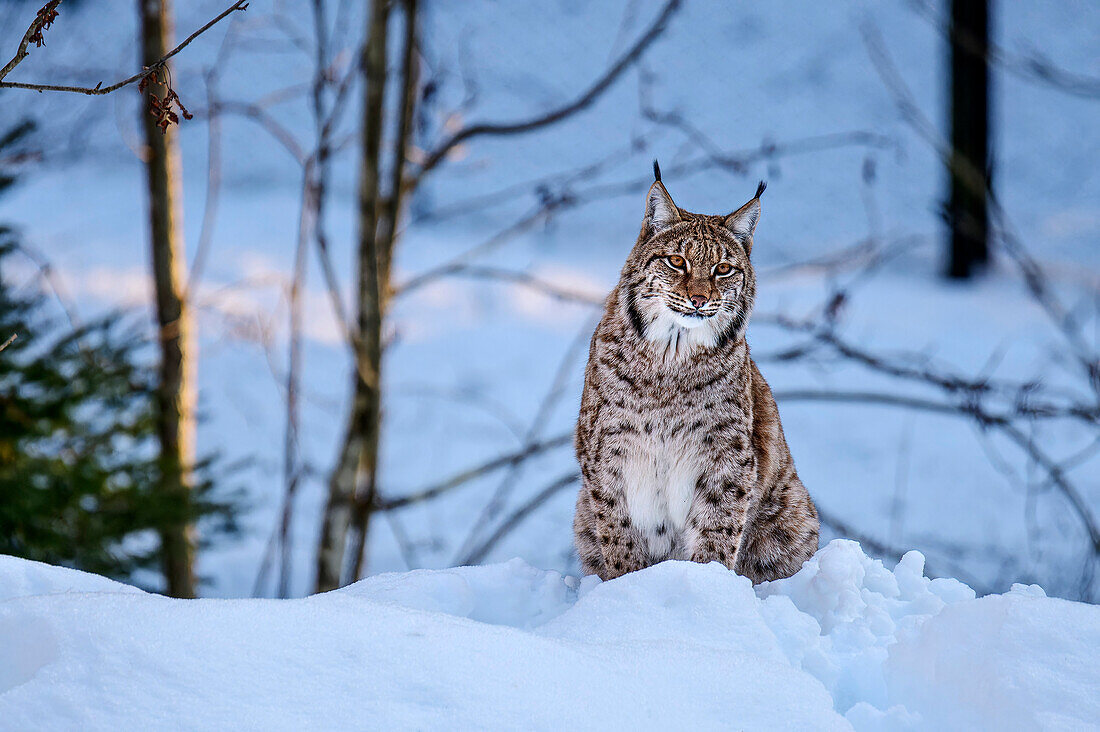 Luchs im Winterwald, Tierfreigehege Falkenstein, Nationalpark Bayerischer Wald, Bayerischer Wald, Niederbayern, Bayern, Deutschland 