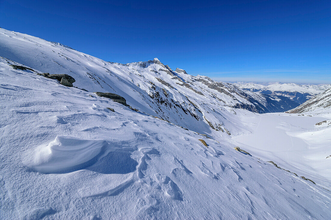 Schneegangeln mit Sichelkopf im Hintergrund, Zittauer Hütte, Nationalpark Hohe Tauern, Zillertaler Alpen, Tirol, Österreich