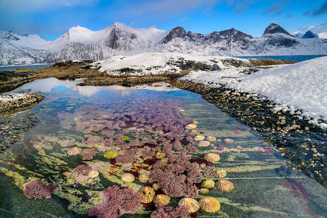 Gezeitenbecken mit Napfschnecken und Korallen, verschneite Berge im Hintergrund, Mefjord, Senja, Troms og Finnmark, Norwegen