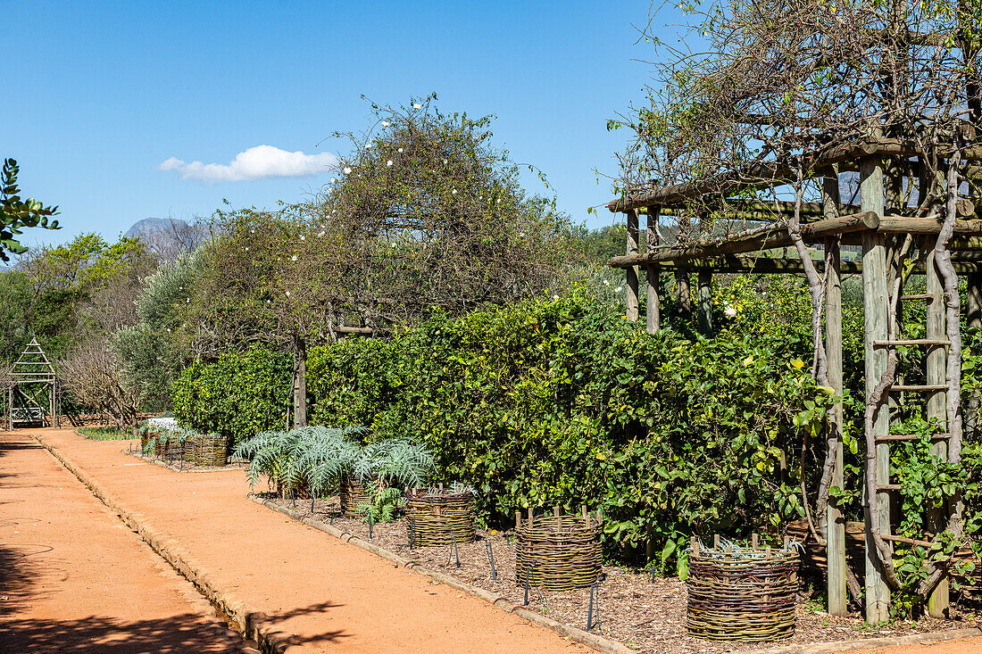 Im Garten von Babylonstoren, alte Farm, Weinfarm, Franschhoek, Provinz Westkap, Stellenbosch, Cape Winelands, Südafrika, Afrika