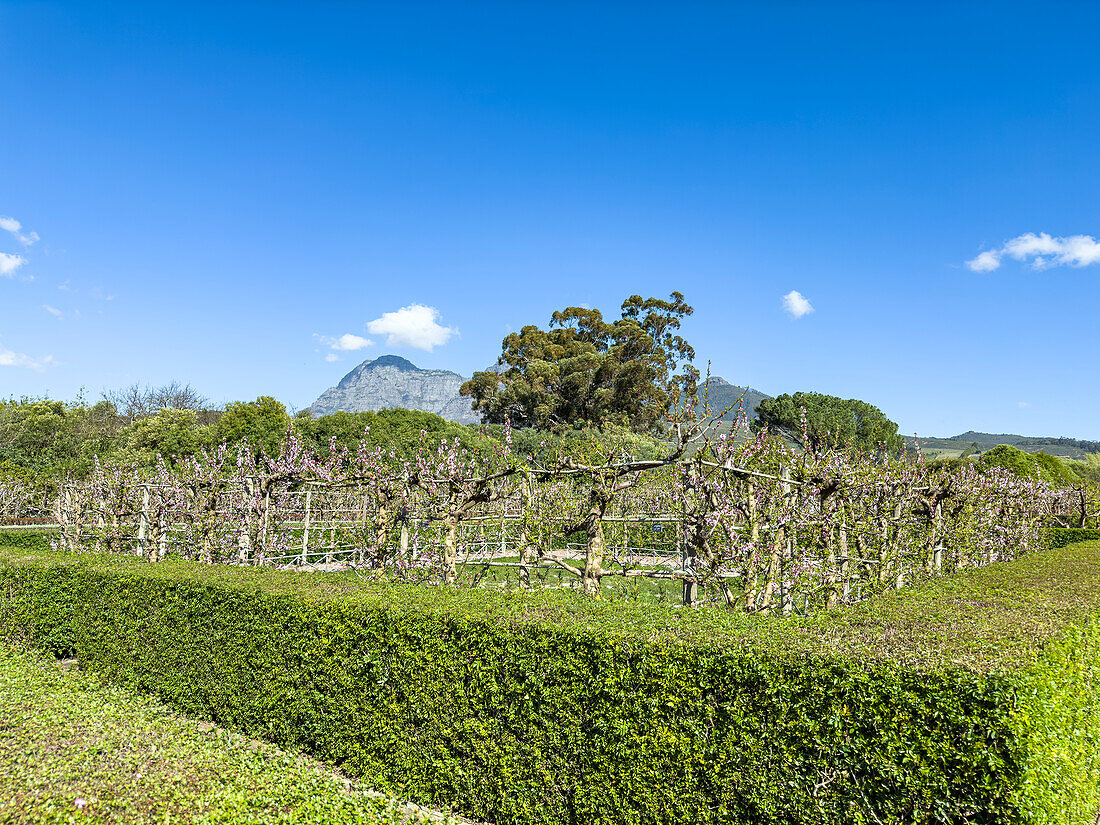 Weinfeld von Babylonstoren, alte Farm, Weinfarm, Franschhoek, Provinz Westkap, Stellenbosch, Cape Winelands, Südafrika, Afrika