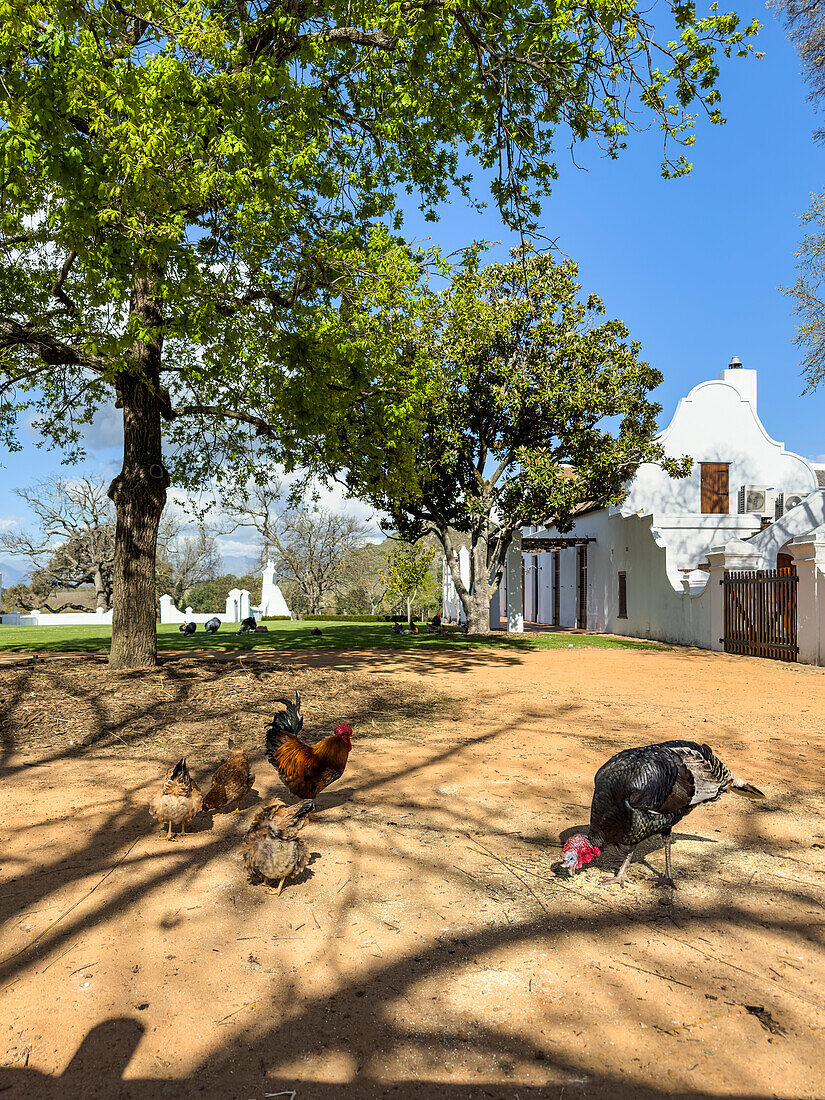 Hühner und Puten, Garten von Babylonstoren, alte Farm, Weinfarm, Franschhoek, Provinz Westkap, Stellenbosch, Cape Winelands, Südafrika, Afrika