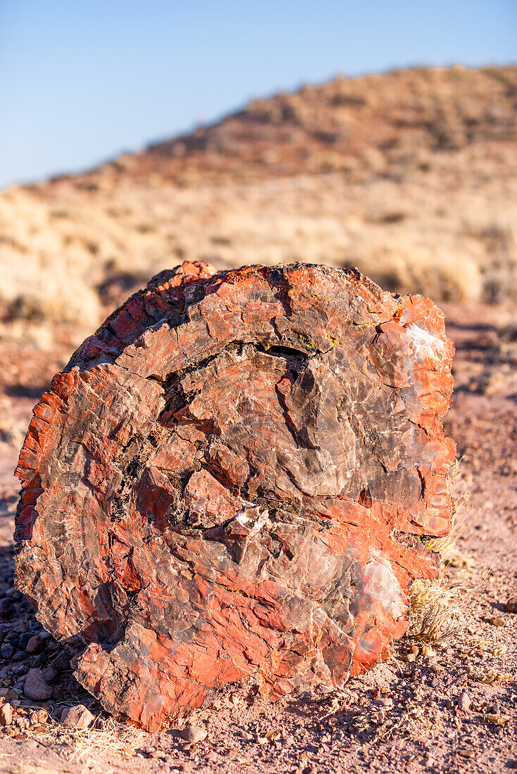 A petrified tree stump in the petrified Forest National Park in Arizona.