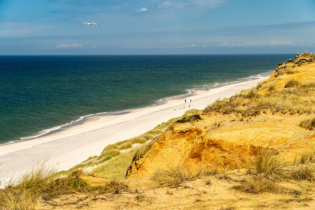Der Weststrand und das Rote Kliff bei Kampen, Insel Sylt, Kreis Nordfriesland, Schleswig-Holstein, Deutschland, Europa