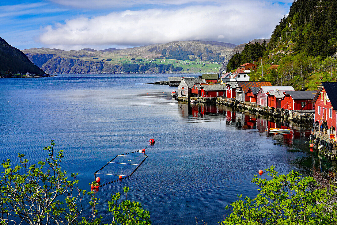 Norwegen, Vestland, Insel Vågsøy, Fjordidylle mit bunten Häusern