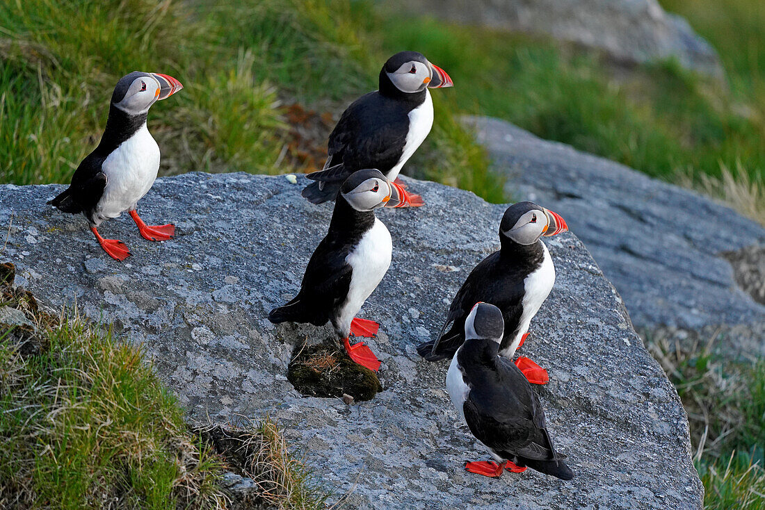 Norway, bird island Runde, puffins