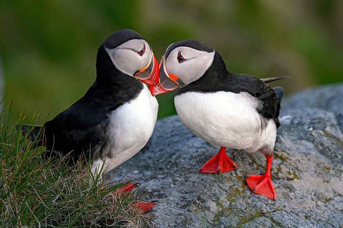 Norway, Runde bird island, puffins beaking